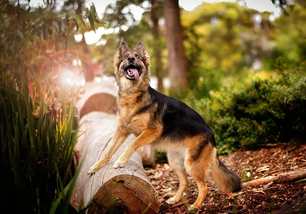 A German Shepherd from German Shepherds of Australia Volume One