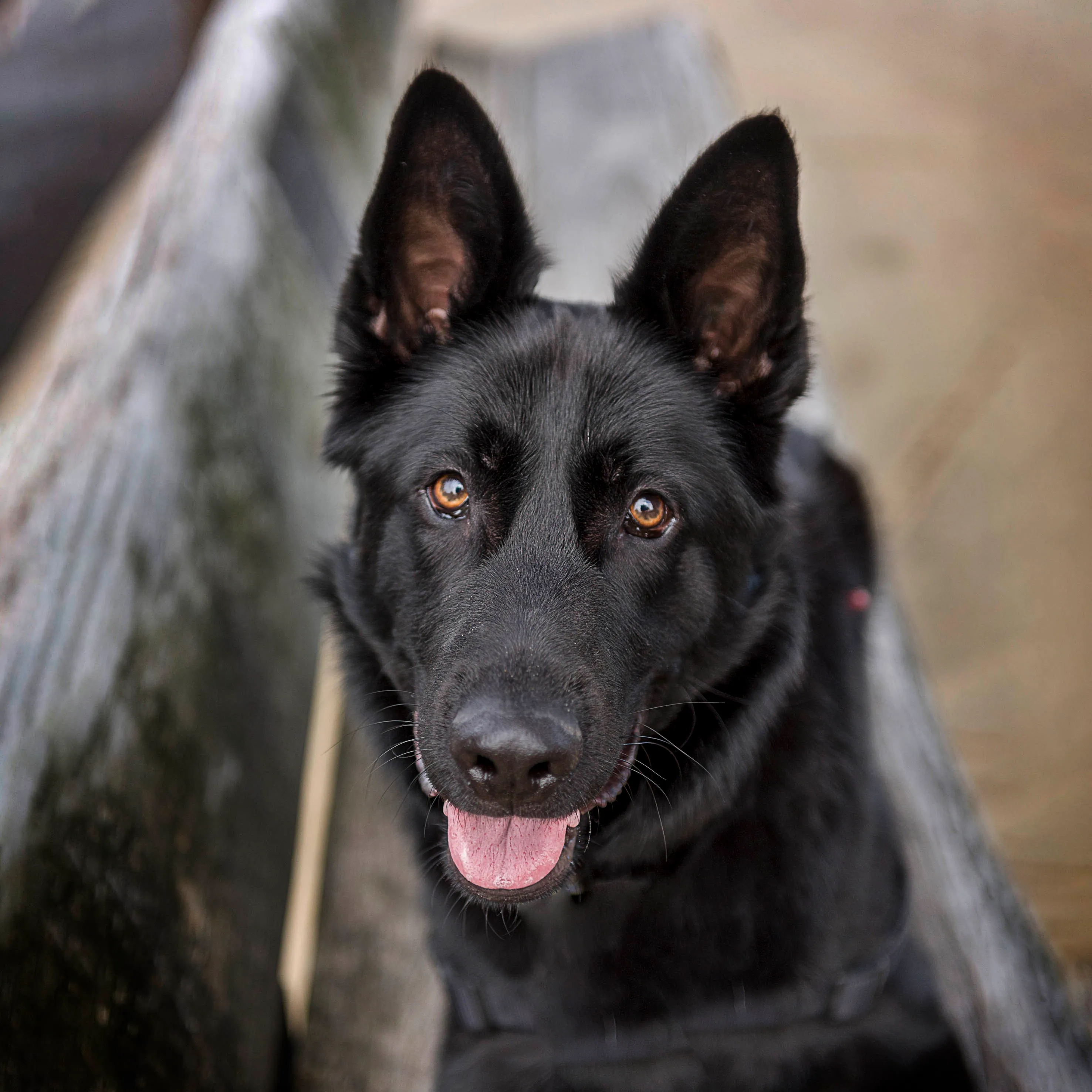 A German Shepherd from German Shepherds of Australia Volume One
