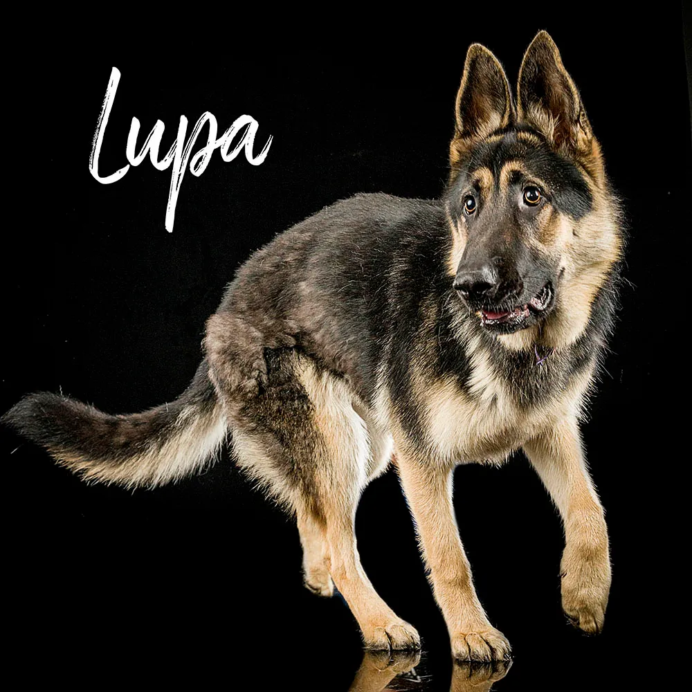 A German Shepherd from German Shepherds of Australia Volume One