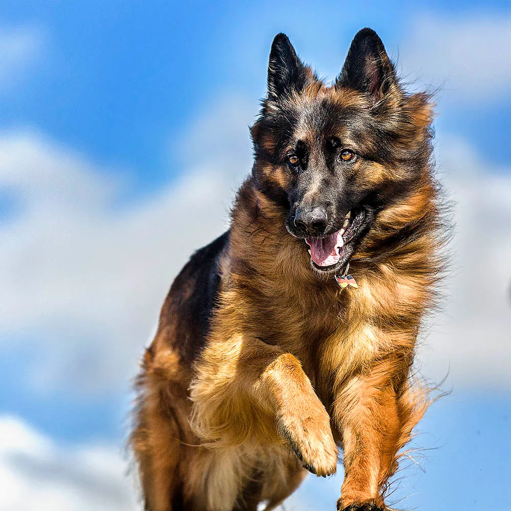 A German Shepherd from German Shepherds of Australia Volume One